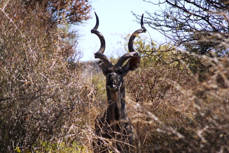 p (104).JPG - Kudu                     